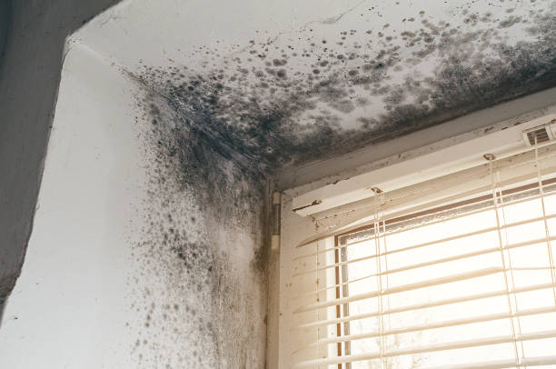 Affordable Basement Mold Removal solutions in Marlton, NJ